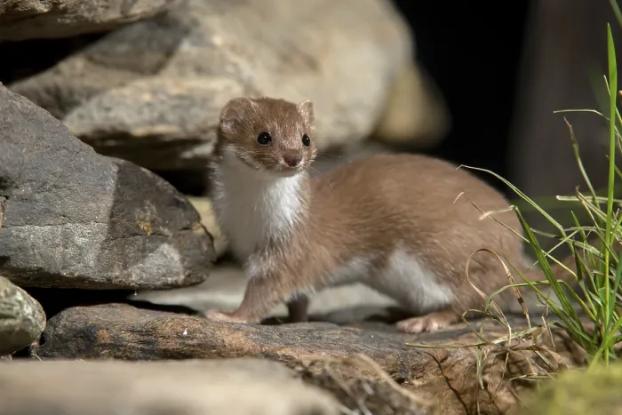Framed Print : Least Weasel Print: Mustela nivalis Framed Print : Least Weasel Print: Mustela nivalis