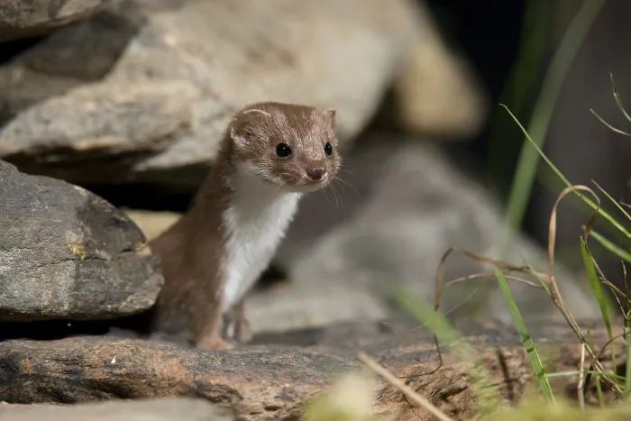 Framed Print : Least Weasel Print - Mustela nivalis Framed Print : Least Weasel Print - Mustela nivalis