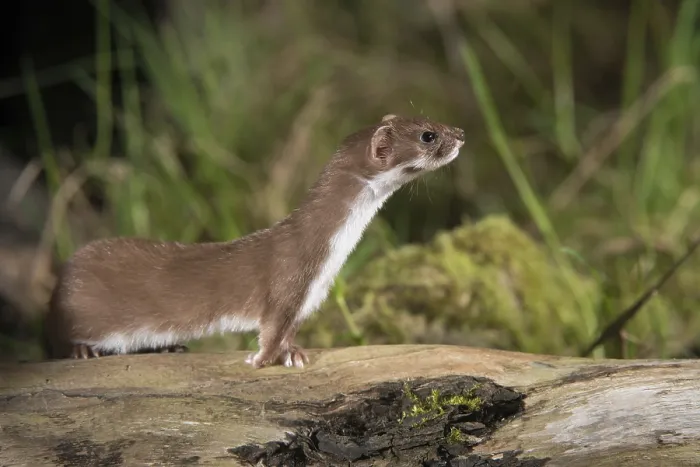 Framed Print : Least Weasel Print - Mustela nivalis Framed Print : Least Weasel Print - Mustela nivalis
