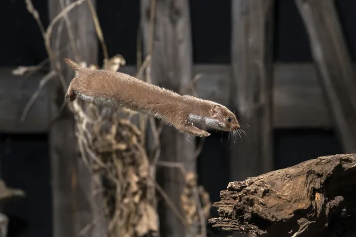 Framed Print : Least Weasel Print - Mustela Nivalis Framed Print : Least Weasel Print - Mustela Nivalis
