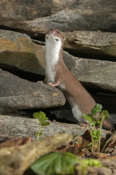 Framed Print : Least Weasel Print, Portrait Format Framed Print : Least Weasel Print, Portrait Format