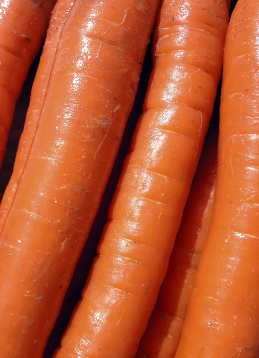 Framed Print : Carrots Print by imageBROKER