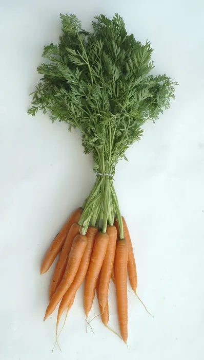 Framed Print : Carrots Print by imageBROKER Framed Print : Carrots Print by imageBROKER