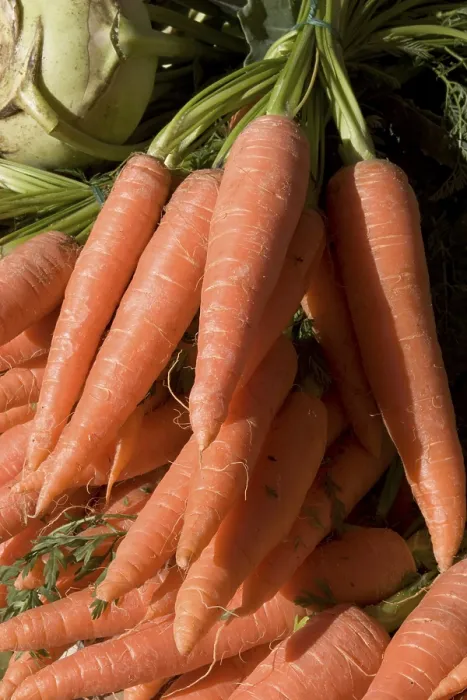 Framed Print : Carrots Print by imageBROKER