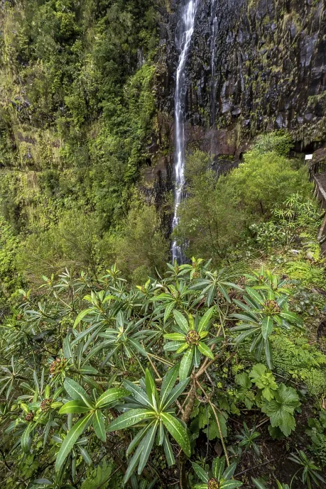 Framed Print : Cascata do Risco Waterfall Print, Madeira, Portugal Framed Print : Cascata do Risco Waterfall Print, Madeira, Portugal