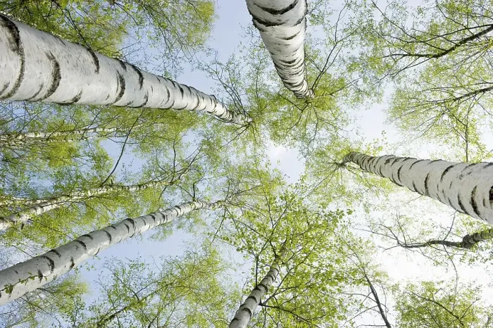 Framed Print : Birch Forest Print in Spring