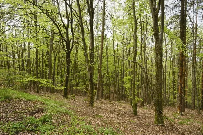 Framed Print : Beech Forest Print, Kellerwald-Edersee National Park
