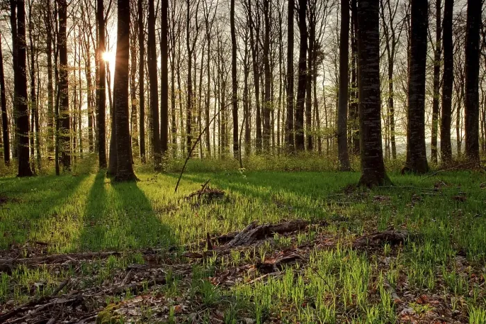 Framed Print : Beech Forest Print in Spring Backlight Framed Print : Beech Forest Print in Spring Backlight