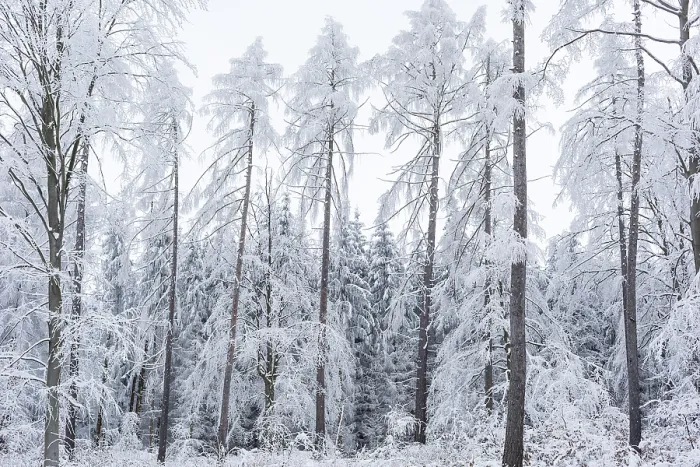 Framed Print : Winter Landscape Print: Tree Dieback in Czorneboh Forest Framed Print : Winter Landscape Print: Tree Dieback in Czorneboh Forest