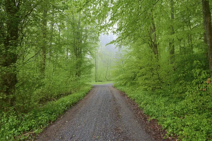 Framed Print : Spring Rain Forest Path Print