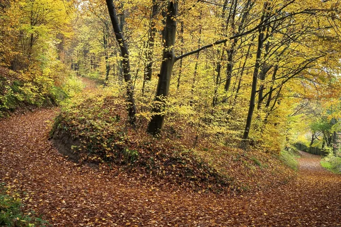 Framed Print : Autumn Forest Path Print Framed Print : Autumn Forest Path Print