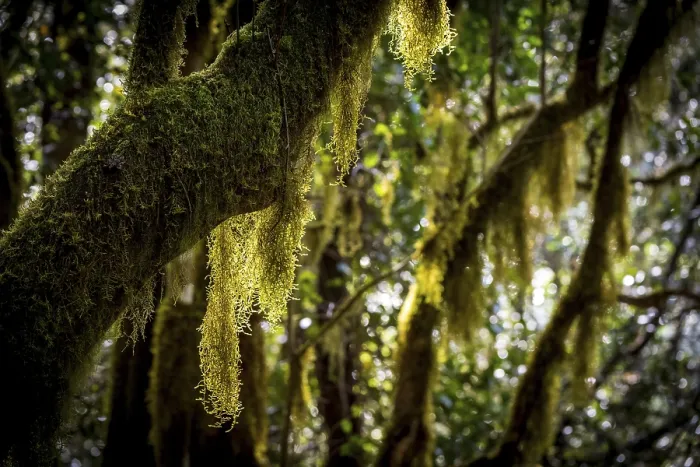 Framed Print : Laurel Trees Print with Mosses and Lichens Framed Print : Laurel Trees Print with Mosses and Lichens