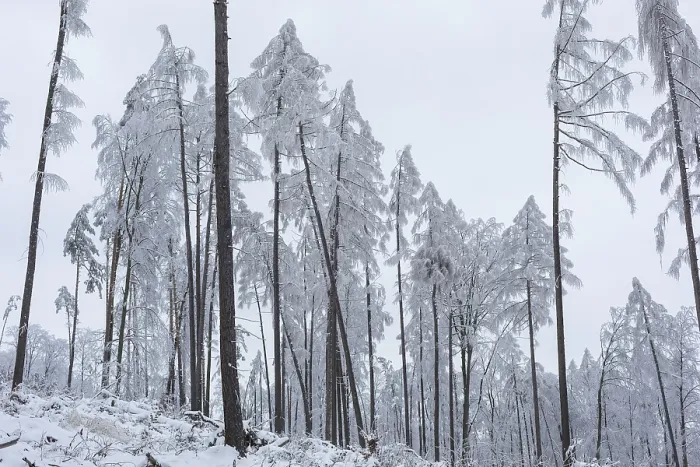 Framed Print : Winter Landscape Print: Very Sparse Forest