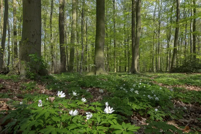 Framed Print : Beech Forest in Spring Print Framed Print : Beech Forest in Spring Print