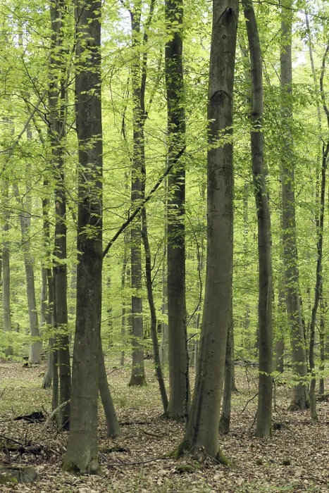 Framed Print : Beech Forest in Spring Print Framed Print : Beech Forest in Spring Print