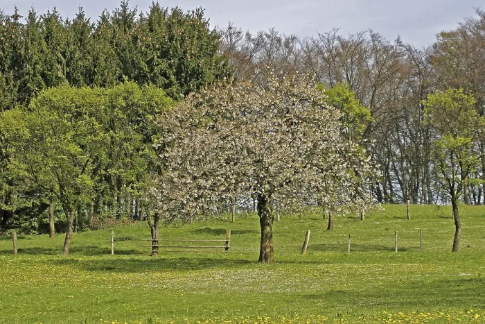 Framed Print : Cherry Tree Print, Fruit in Bloom Framed Print : Cherry Tree Print, Fruit in Bloom