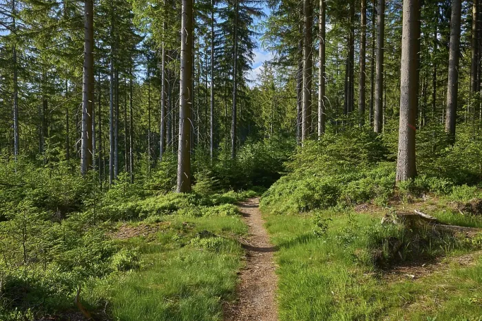 Framed Print : Coniferous Forest Path Print, Fichtelgebirge, Bavaria Framed Print : Coniferous Forest Path Print, Fichtelgebirge, Bavaria
