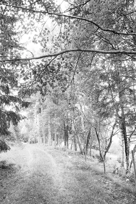 Framed Print : Forest Path Print by ImageBROKER