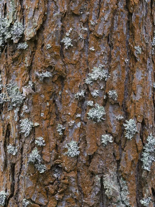 Framed Print : Pine Tree Bark Texture Print Close-Up Framed Print : Pine Tree Bark Texture Print Close-Up