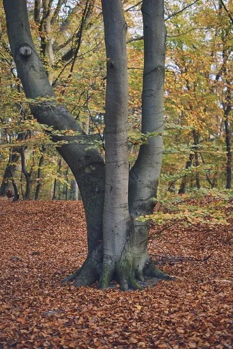 Framed Print : Single Tree in Forest Fall Print Framed Print : Single Tree in Forest Fall Print