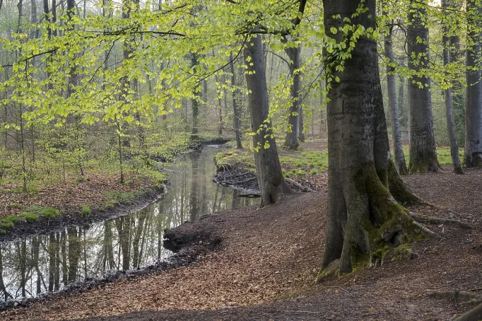 Framed Print : Spring Forest Print, Oberhausen Ruhr Area Framed Print : Spring Forest Print, Oberhausen Ruhr Area