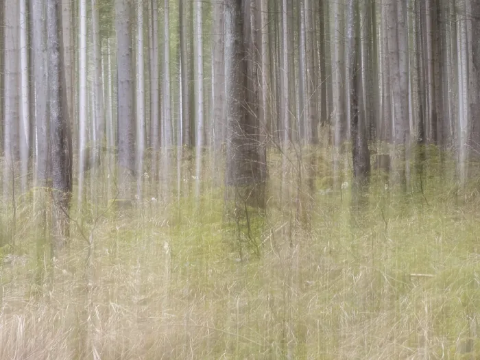 Framed Print : Trees in the forest, pull-along effect Print Framed Print : Trees in the forest, pull-along effect Print