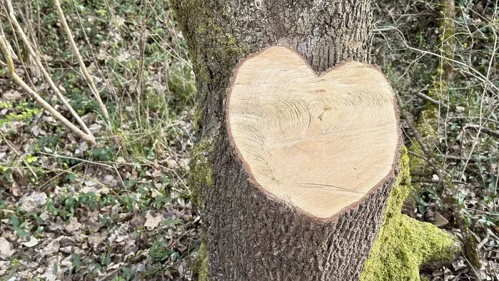 Framed Print : Heart-Shaped Tree Print, Ober-Olmer Wald, Germany Framed Print : Heart-Shaped Tree Print, Ober-Olmer Wald, Germany