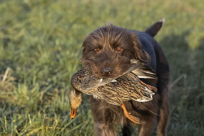 Framed Print : Pudelpointer Brings Duck to Pond Print Framed Print : Pudelpointer Brings Duck to Pond Print