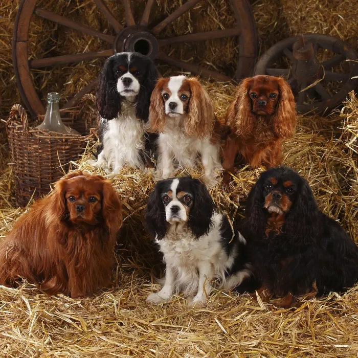 Framed Print : Cavalier King Charles Spaniel Print Collection Framed Print : Cavalier King Charles Spaniel Print Collection