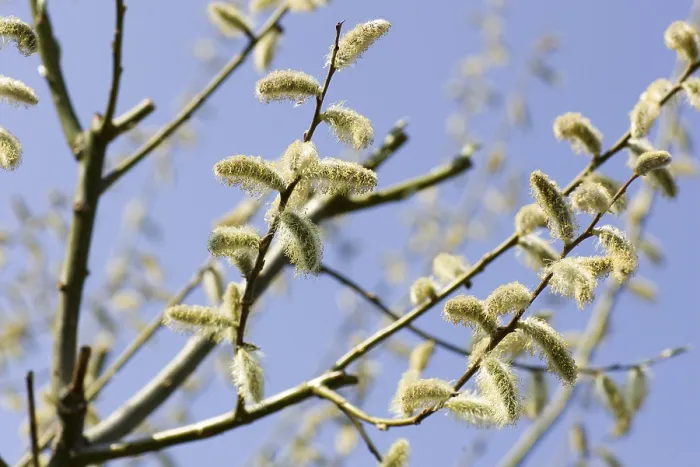 Framed Print : Catkins Print - Spring Florals Framed Print : Catkins Print - Spring Florals