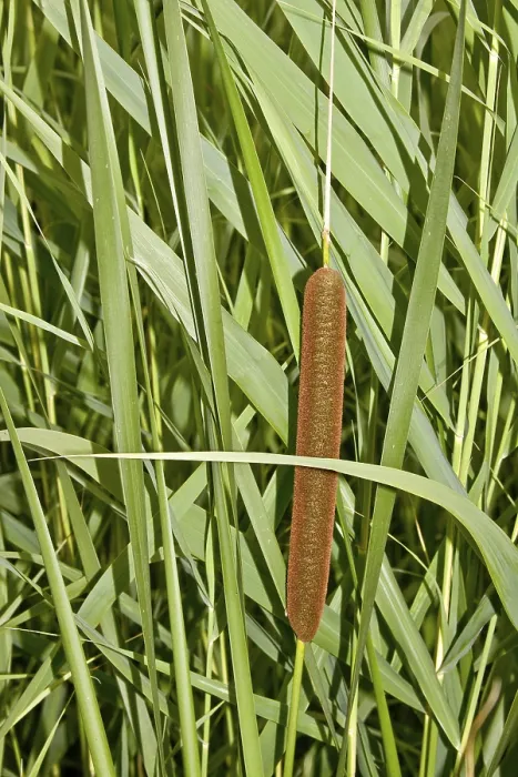 Framed Print : Cattail Typha Print Framed Print : Cattail Typha Print