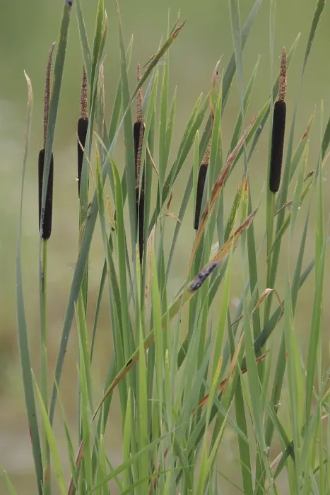 Framed Print : Cattail, Typha latifolia Print Framed Print : Cattail, Typha latifolia Print