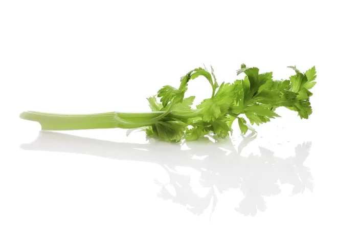 Framed Print : Celery, stem and leaves with reflection Print Framed Print : Celery, stem and leaves with reflection Print