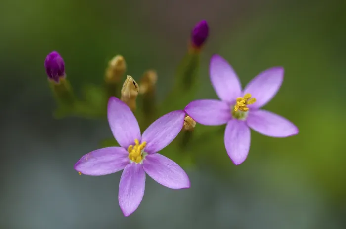Framed Print : Print of Centaurium erythraea, Common Centaury