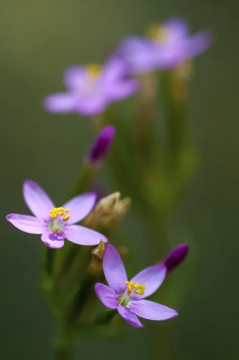 Framed Print : Common Centaury Herb Print - Portrait Format Framed Print : Common Centaury Herb Print - Portrait Format