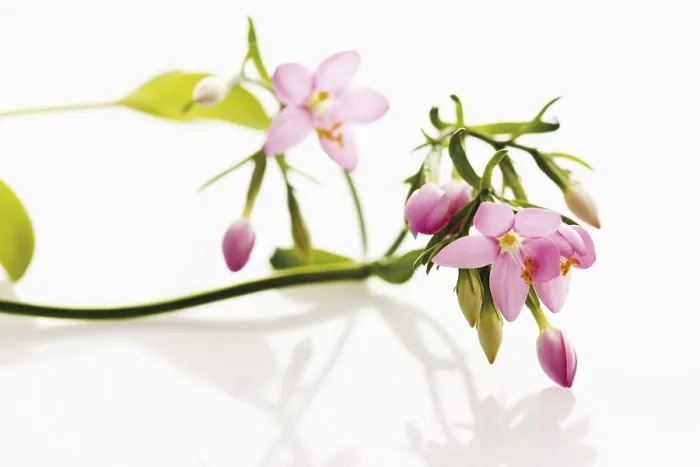 Framed Print : Centaury (Centaurium) Print Framed Print : Centaury (Centaurium) Print
