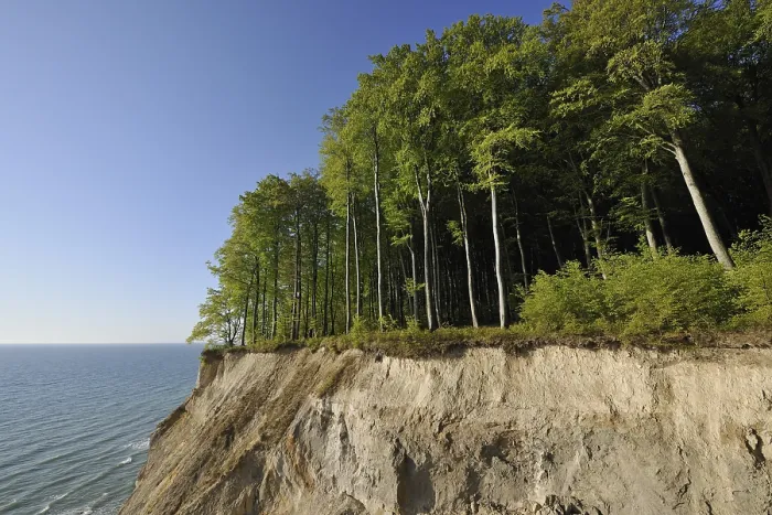 Framed Print : Chalk Cliffs and Beech Forest Print Framed Print : Chalk Cliffs and Beech Forest Print