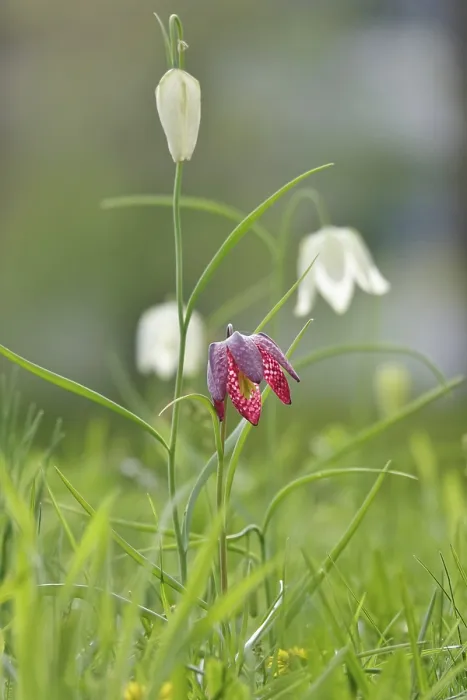 Framed Print : Charming chequerboard flower, spring Germany print Framed Print : Charming chequerboard flower, spring Germany print