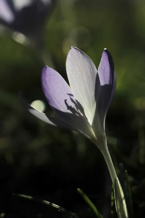 Framed Print : Crocus Print: Spring in Saxony, Germany Framed Print : Crocus Print: Spring in Saxony, Germany