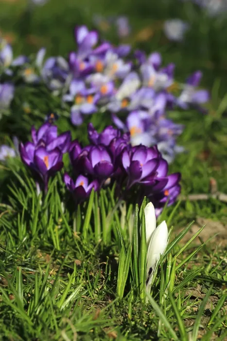 Framed Print : Spring Announced by Charming Crocuses Print, Saxony, Germany Framed Print : Spring Announced by Charming Crocuses Print, Saxony, Germany
