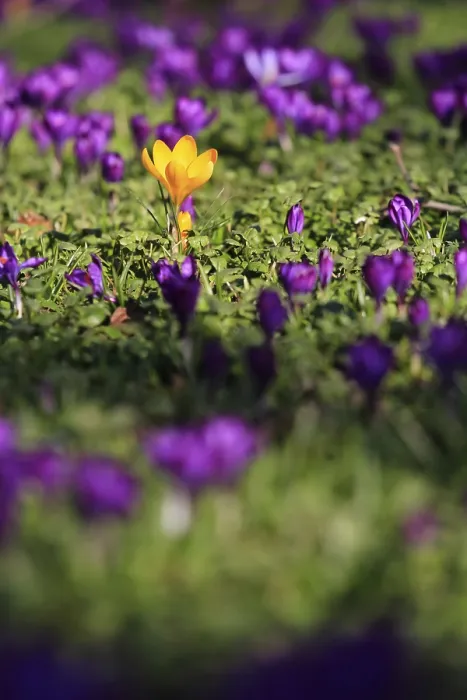 Framed Print : Charming Crocuses Print, Saxony, Germany Announce Spring Framed Print : Charming Crocuses Print, Saxony, Germany Announce Spring