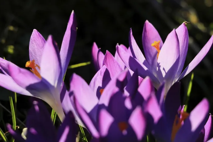 Framed Print : Spring Announced by Charming Crocuses Print, Saxony, Germany Framed Print : Spring Announced by Charming Crocuses Print, Saxony, Germany