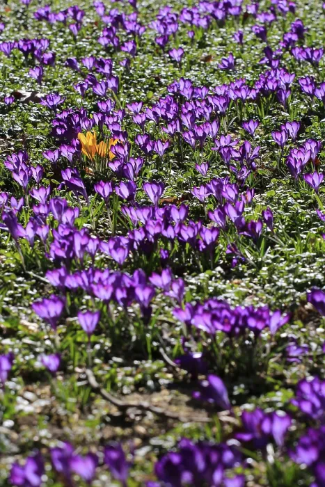 Framed Print : Charming Crocuses Print, Saxony, Germany Framed Print : Charming Crocuses Print, Saxony, Germany