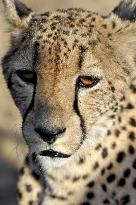 Framed Print : Cheetah Head Print by imageBROKER