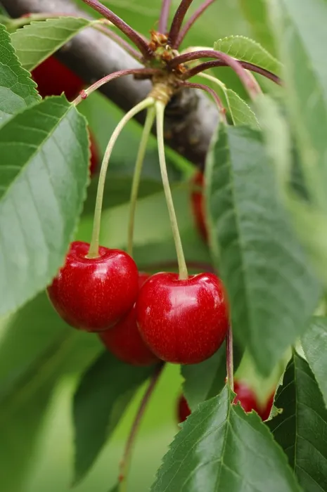 Framed Print : Cherries on the Tree Print Framed Print : Cherries on the Tree Print