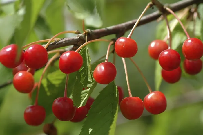Framed Print : Cherries at the Tree Print