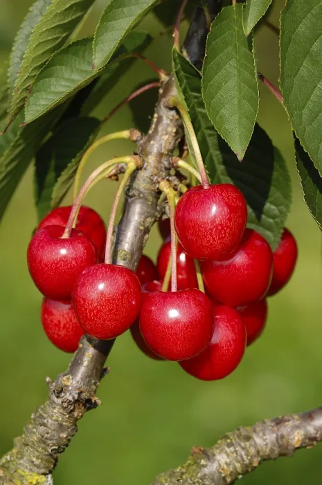 Framed Print : Cherries on the Tree Print Framed Print : Cherries on the Tree Print