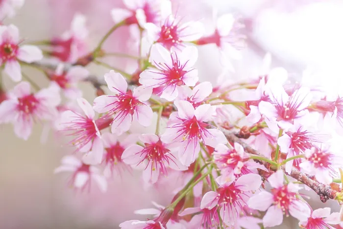 Framed Print : Soft Focus Cherry Blossom Print in Spring Framed Print : Soft Focus Cherry Blossom Print in Spring