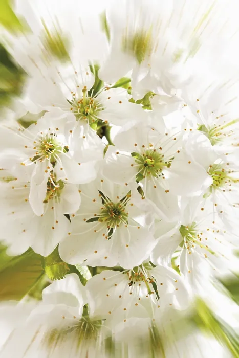 Framed Print : Cherry Blossoms Print by ImageBROKER Framed Print : Cherry Blossoms Print by ImageBROKER