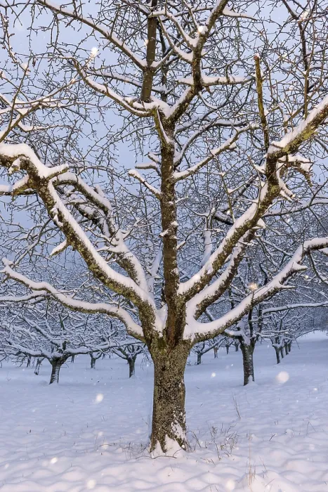 Framed Print : Cherry (Prunus) Trees in Snowfall Print, Germany Framed Print : Cherry (Prunus) Trees in Snowfall Print, Germany